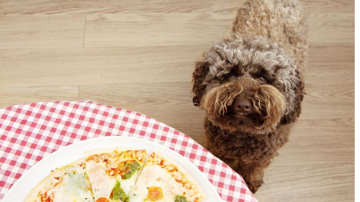 a fluffy brown dog staring up at some pizza on a table with red and white checkered tablecloth.