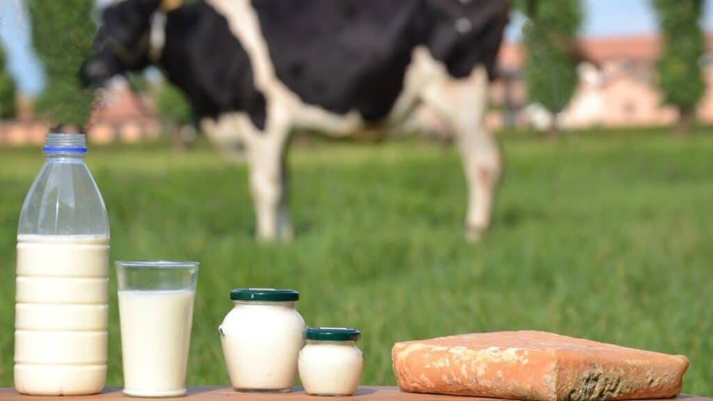 milk bottles and cow