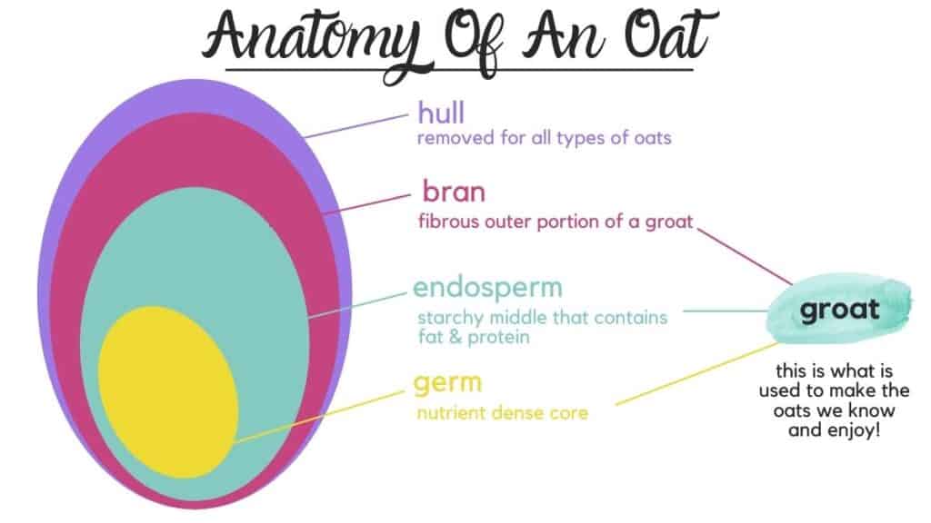 Diagram of the anatomy of an oat.