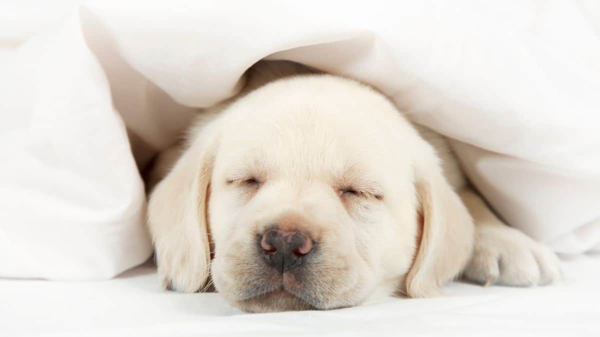 A dog that is lying down sleeping and looking at the camera.