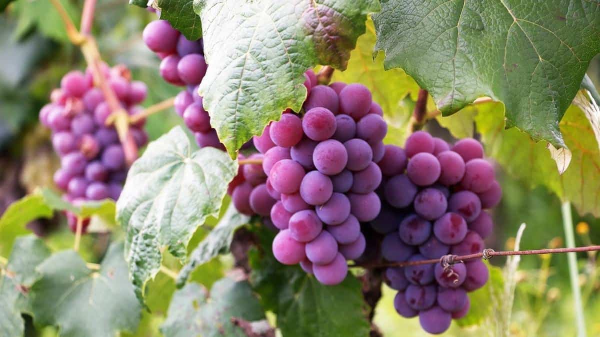 Purple grapes on the vine, an example of anti-inflammatory foods.