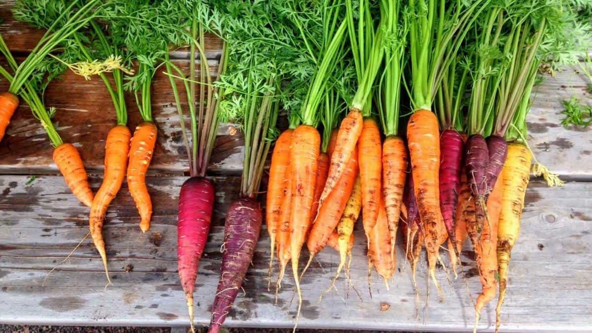 colorful whole carrots, an example of anti-inflammatory foods.