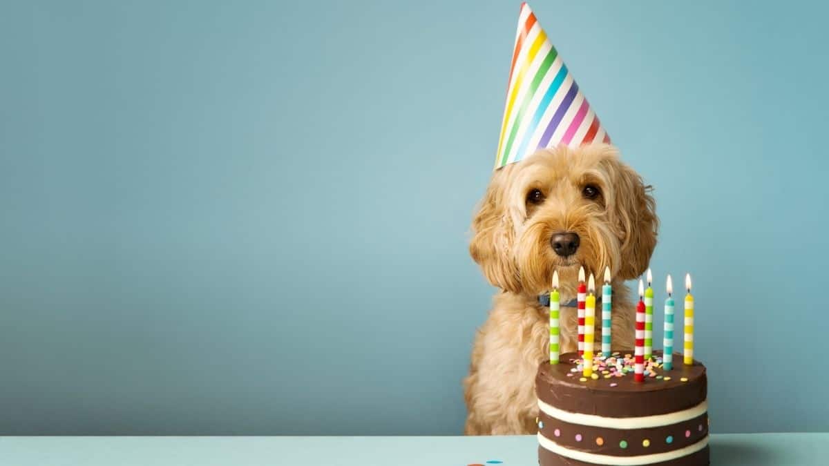 a fluffy brown dog sitting behind a birthday cake, an example of where someone may binge.