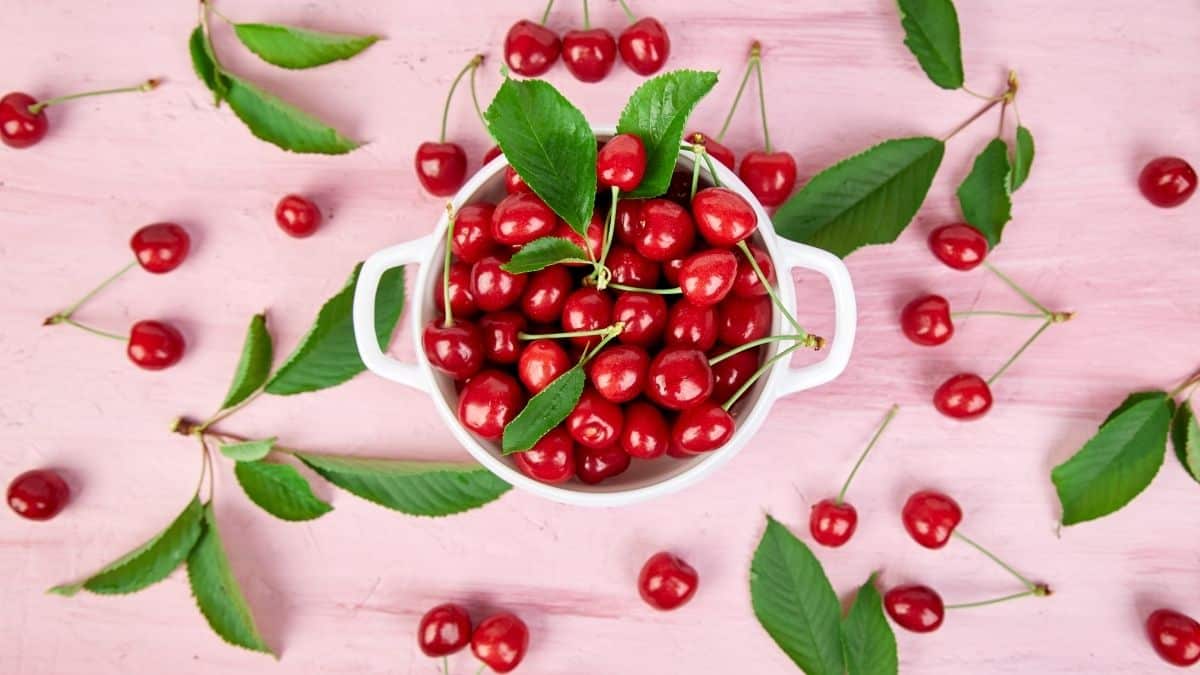 a bowl of cherries on a pink background with bright red cherries scattered around.