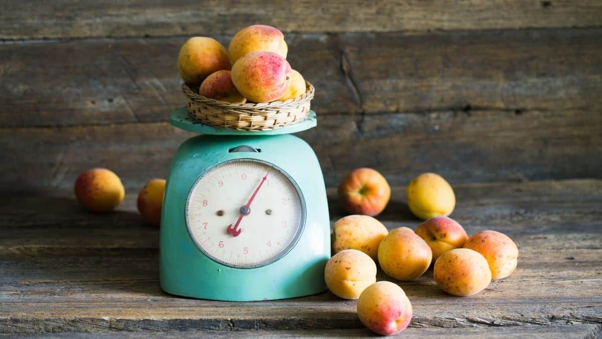 a blue kitchen scale on a wooden countertop weighing peaches.