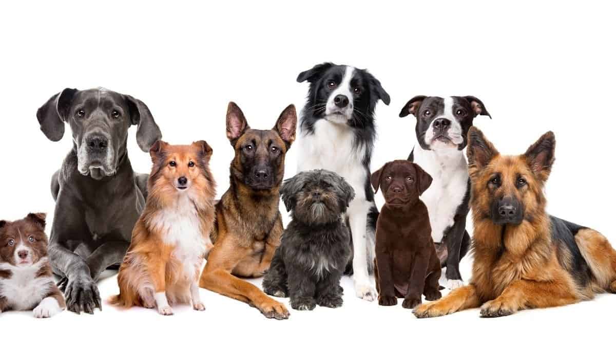 a cute group of doggies in front of a bright pink wall.