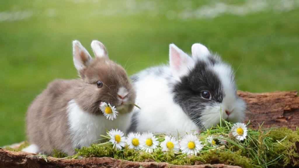 two-bunnies-in-the-grass.