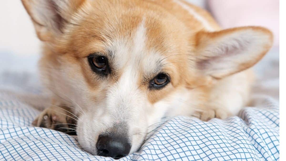 a corgi resting on a white and blue checked blanket.