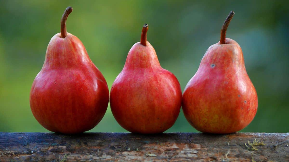 3 red pears in a row sitting on a log.